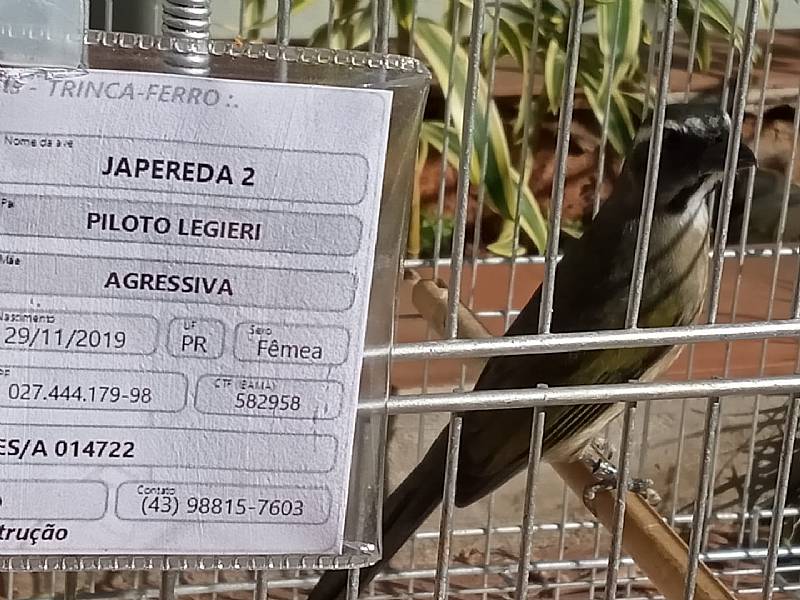 Matrizes e reprodutores do Criatório Tibério