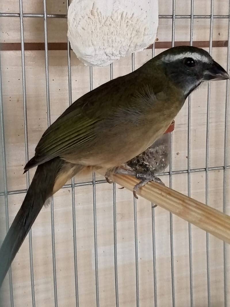 Foto de CARGA PESADA