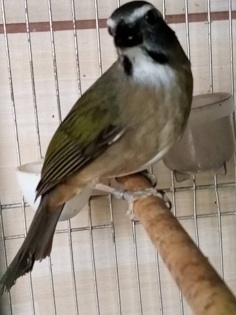 Foto de JUMINHA