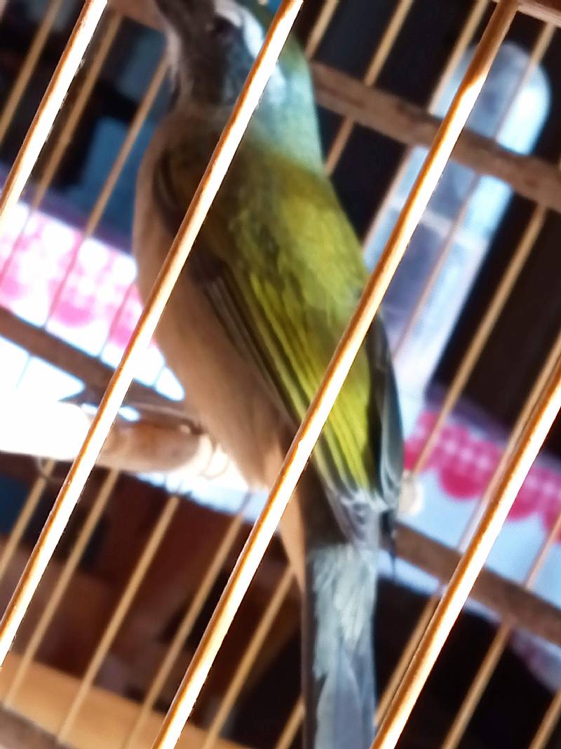 Foto de MARAJÁ JR