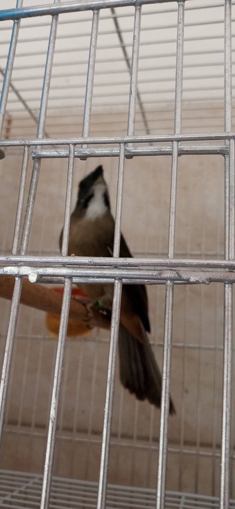 Foto de E S C U L A C H O
