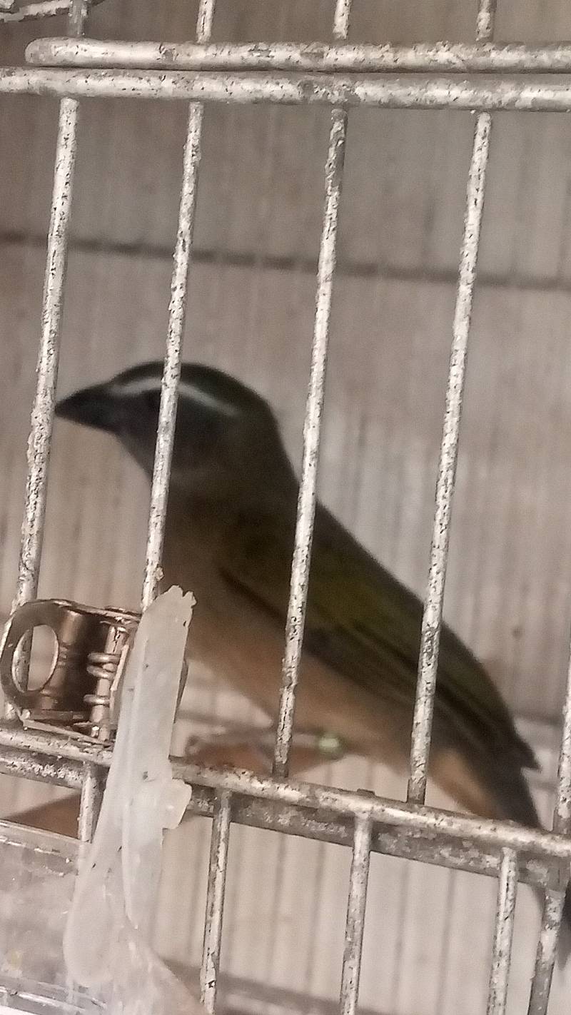 Foto de Explosão do Tib 2